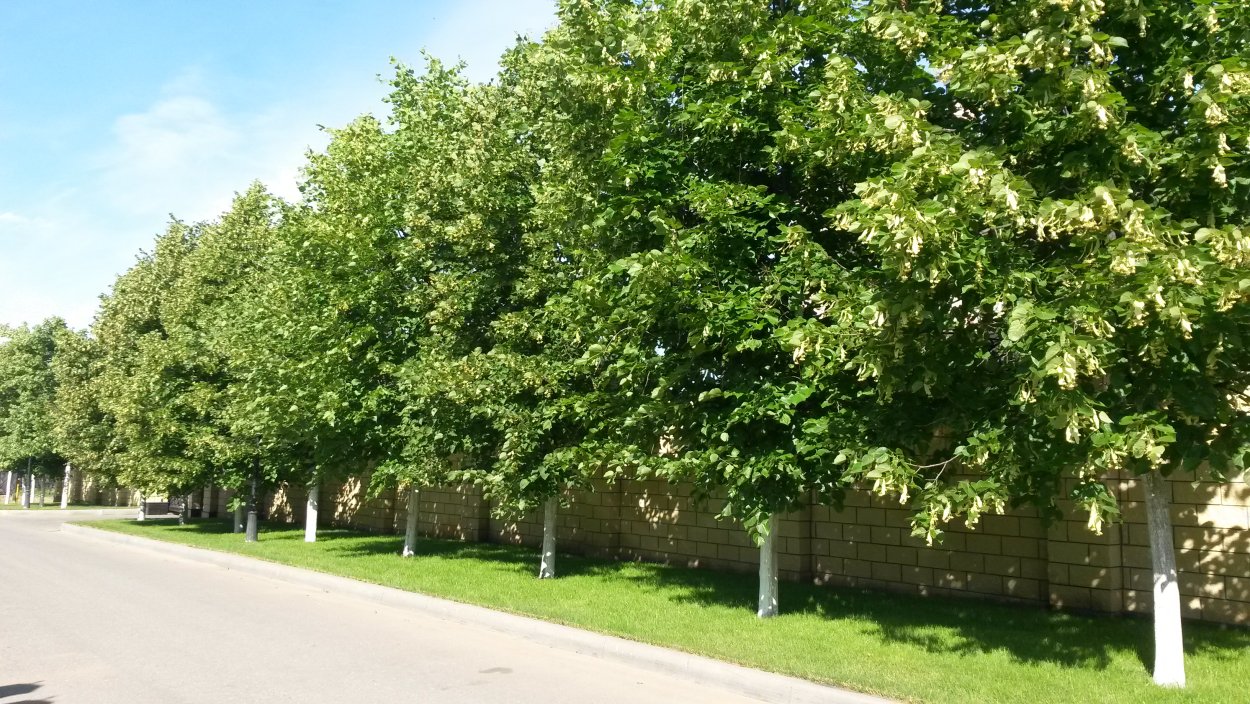 Секвойя дерево Гиперион