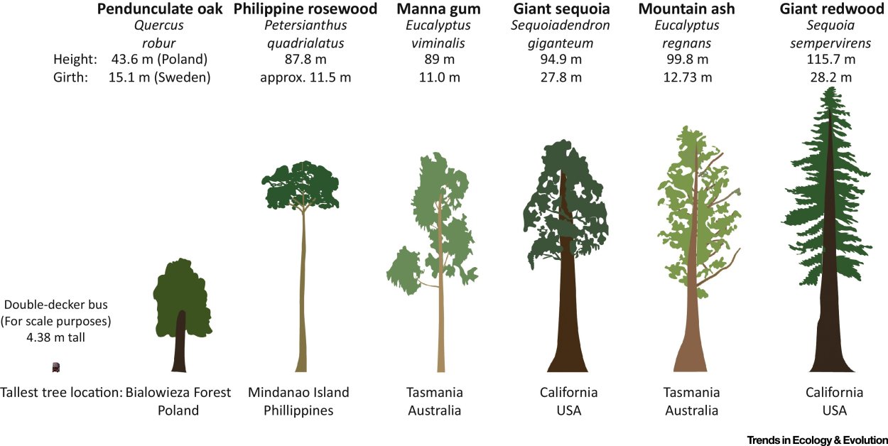 Картас Южный дерево