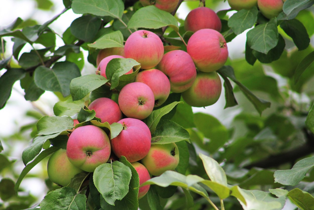 Ясень американский (Fraxinus Americana)