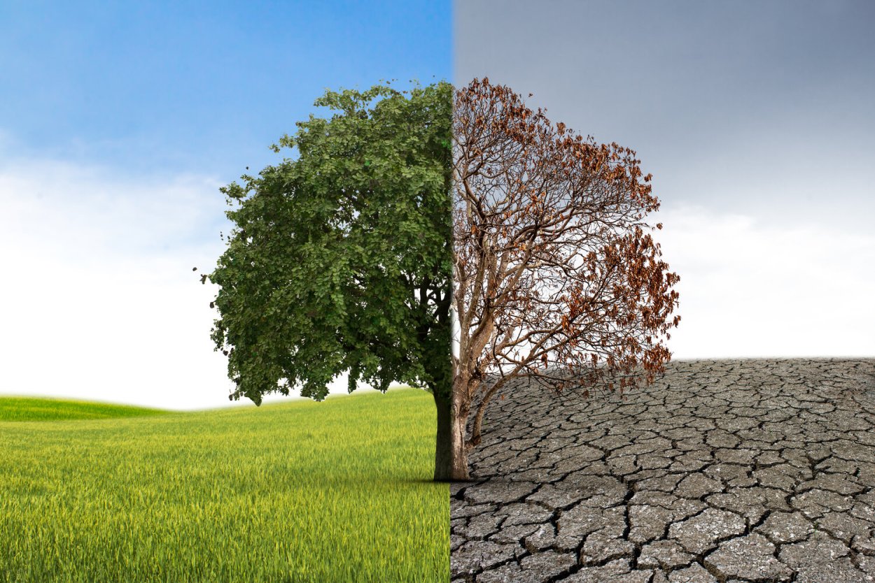 Дерево пополам