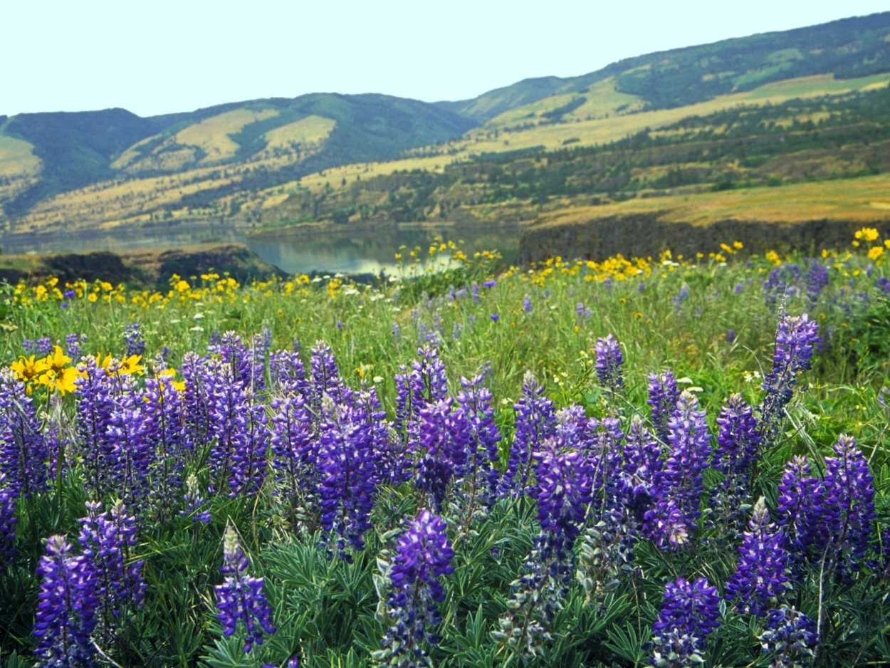 Липа мелколистная в городе