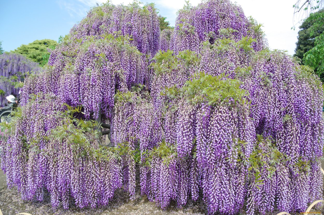 Глициния кустарниковая