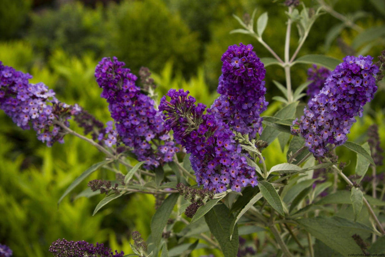 Буддлея Давида Пурпл принц