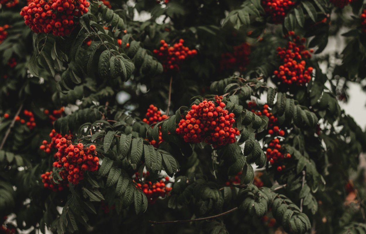 Рябина крупнолистная