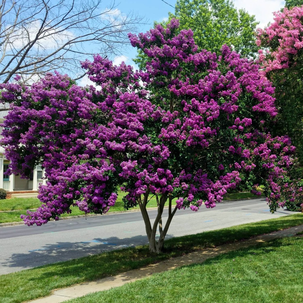 Дерево Crape Myrtle