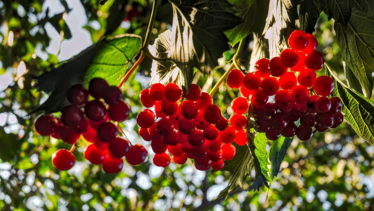 Калина красная (обыкновенная) красная гроздь