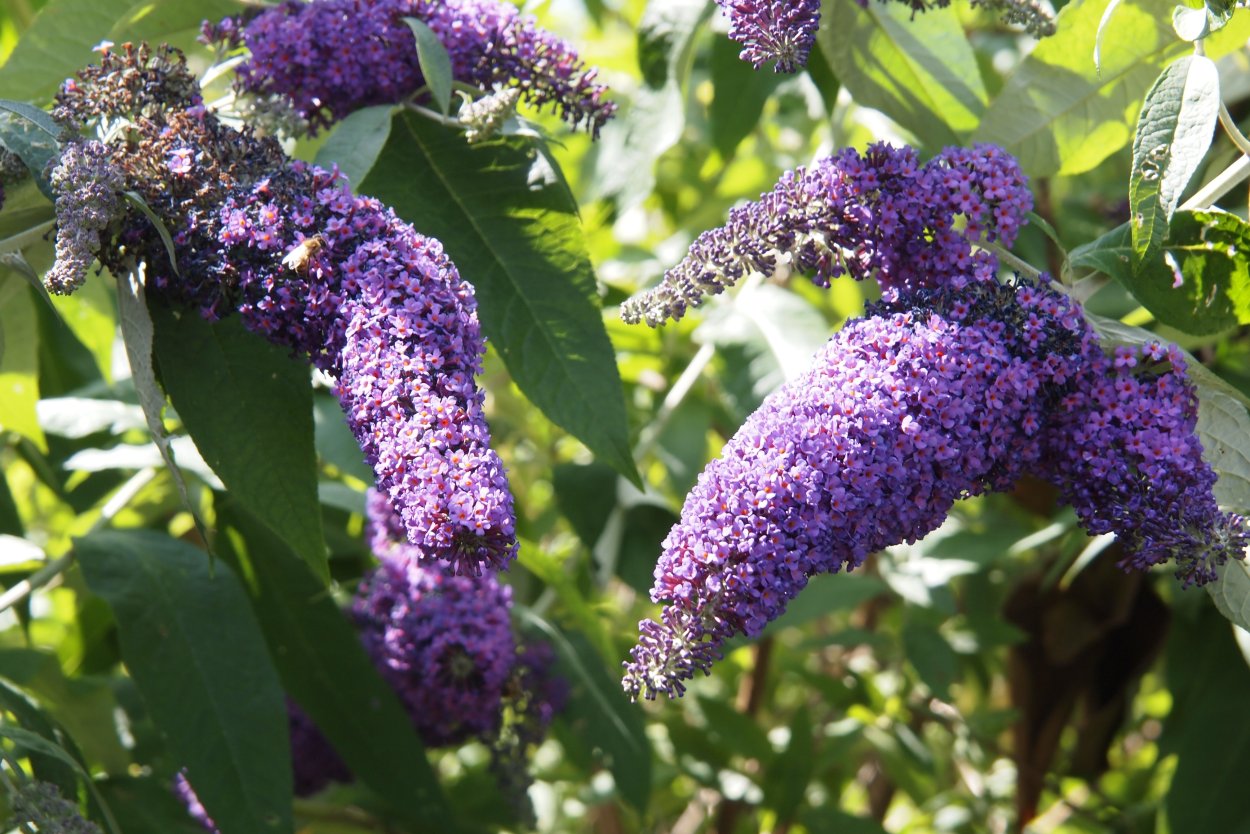 Буддлея Давида Buddleja davidii