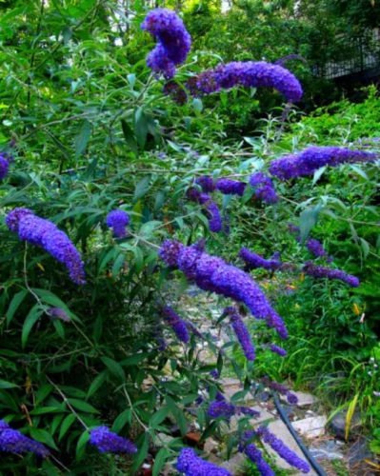 Лисья Буддлея кустарник