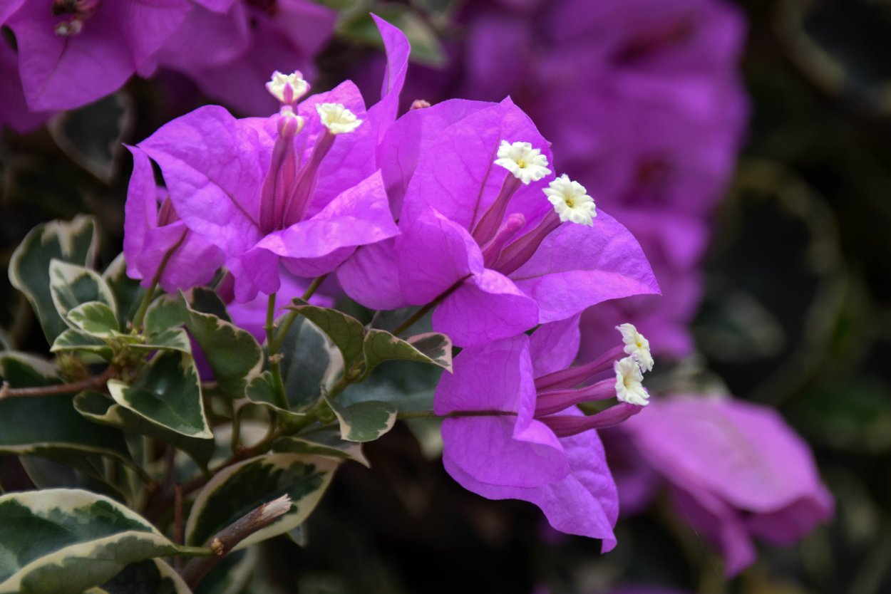 Куст с фиолетовыми цветами