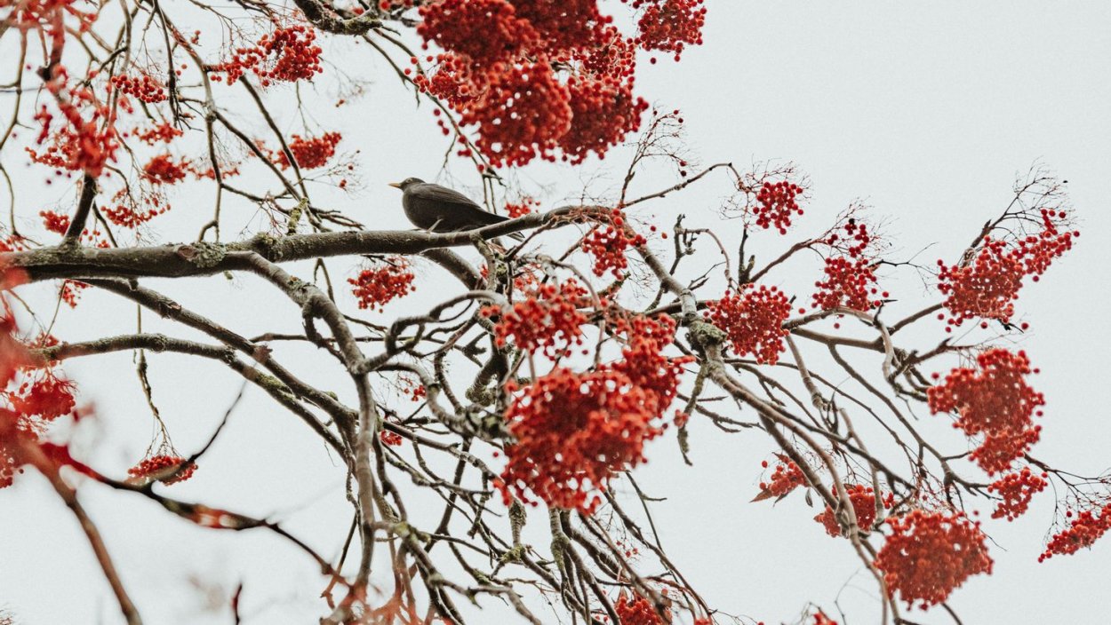Дерево цветущее красными гроздьями