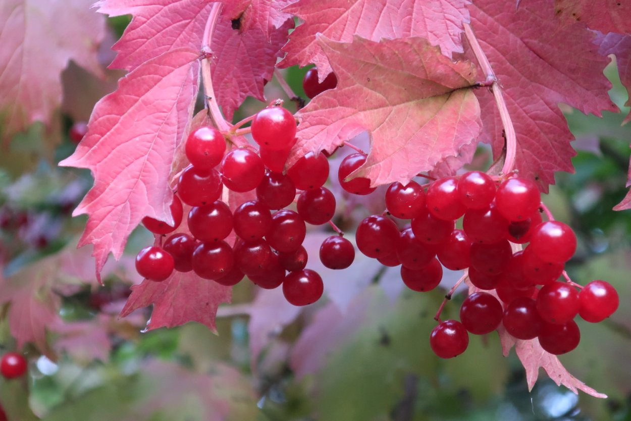 Калина красная Калина вызрела