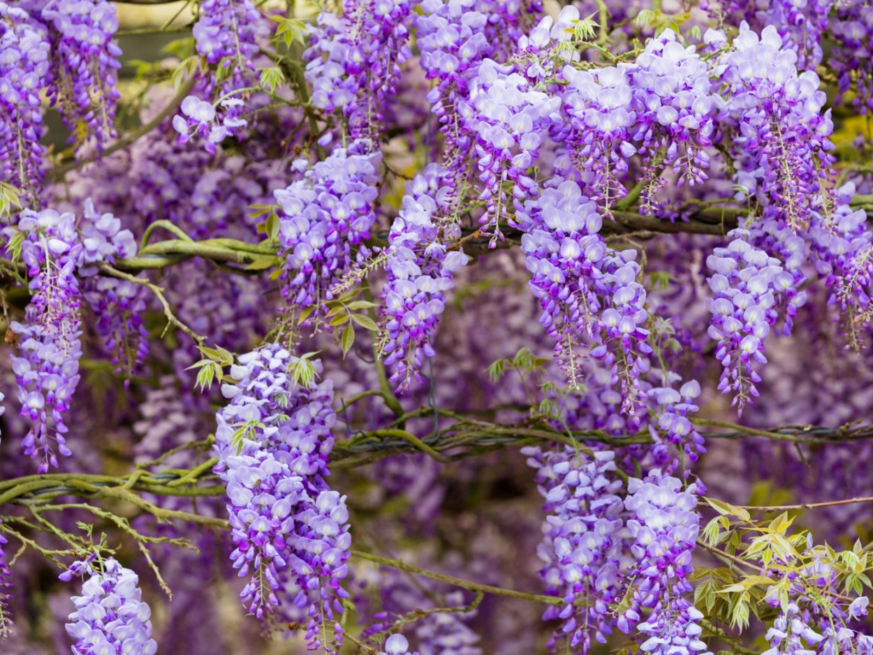 Глициния соцветие