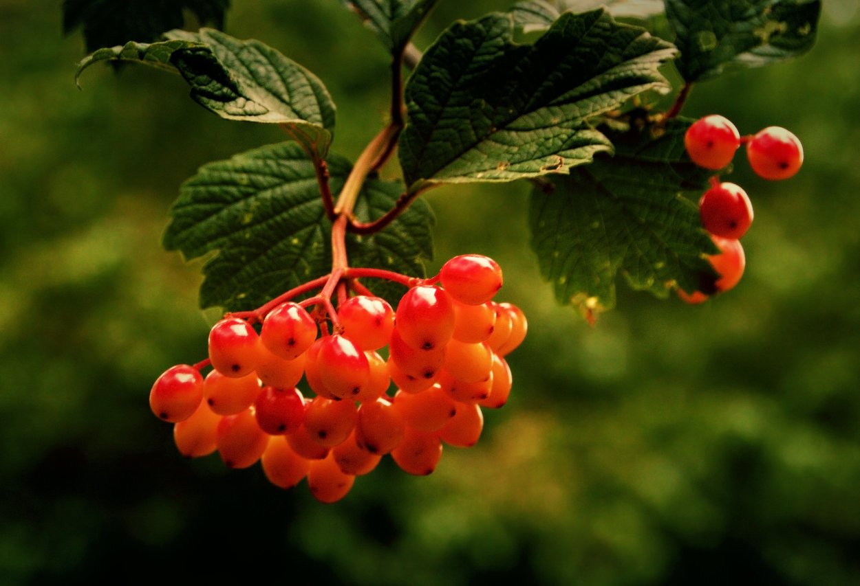 Калина шлемовидная