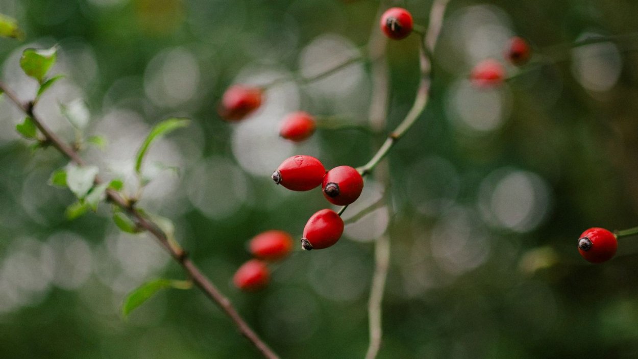 Шиповник обои