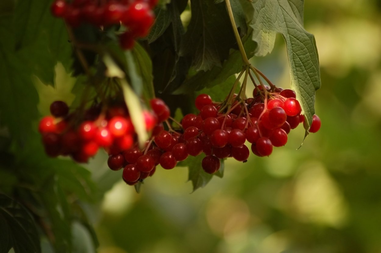 Калина Калинник