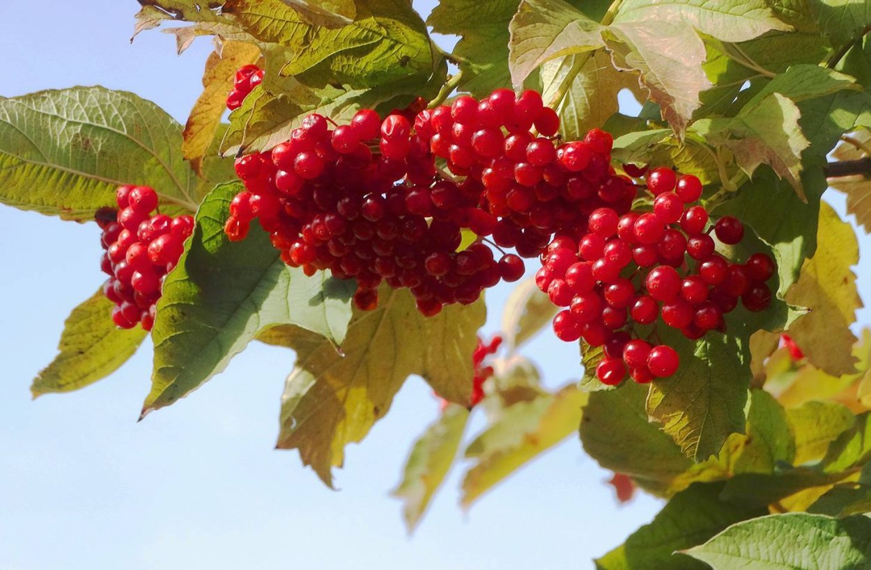 Рябина Калина Бузина