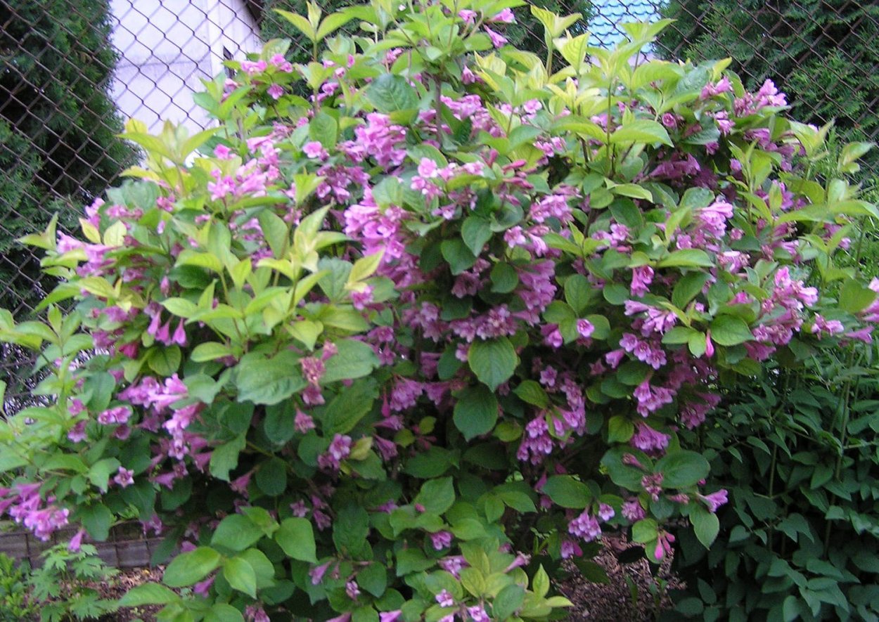 Вейгела Розеа куст