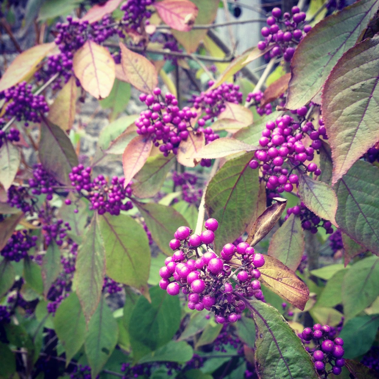 Callicarpa bodinieri var. Giraldii