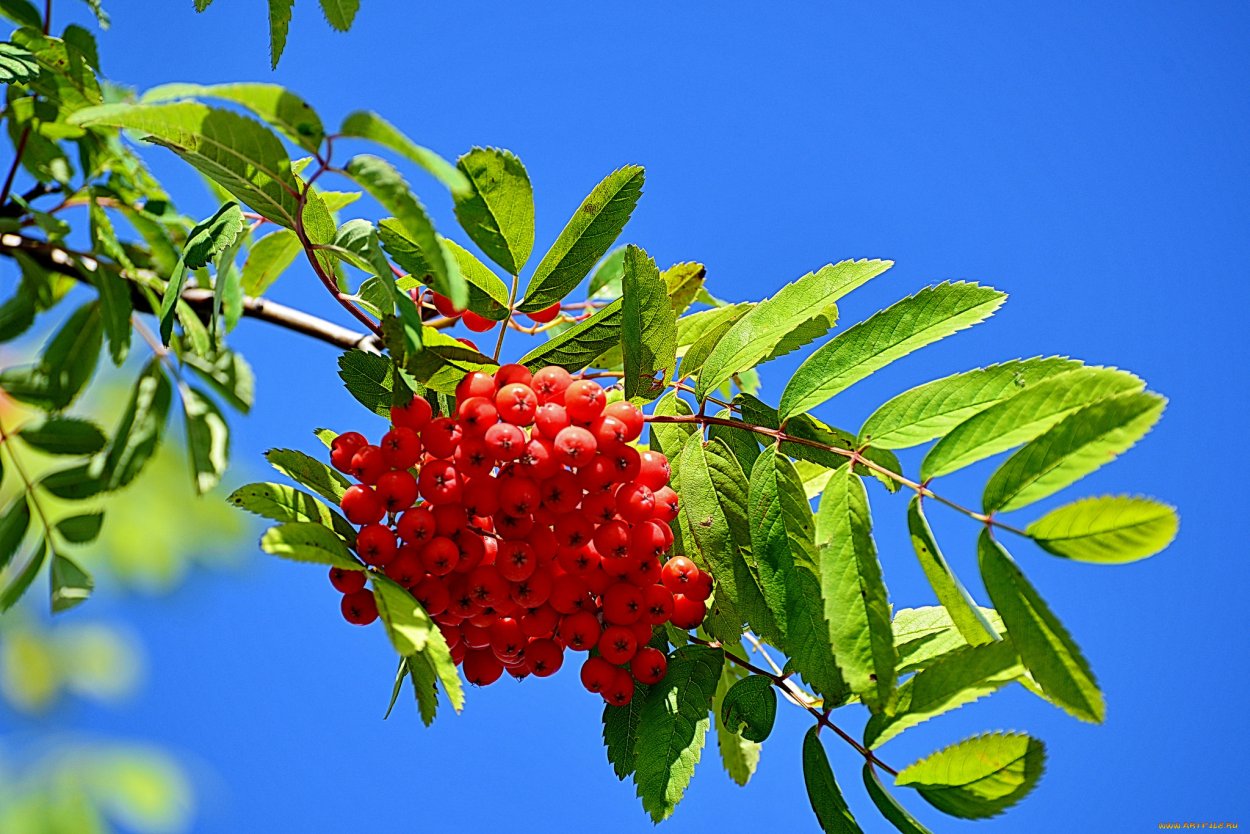 Обои на рабочий стол рябина