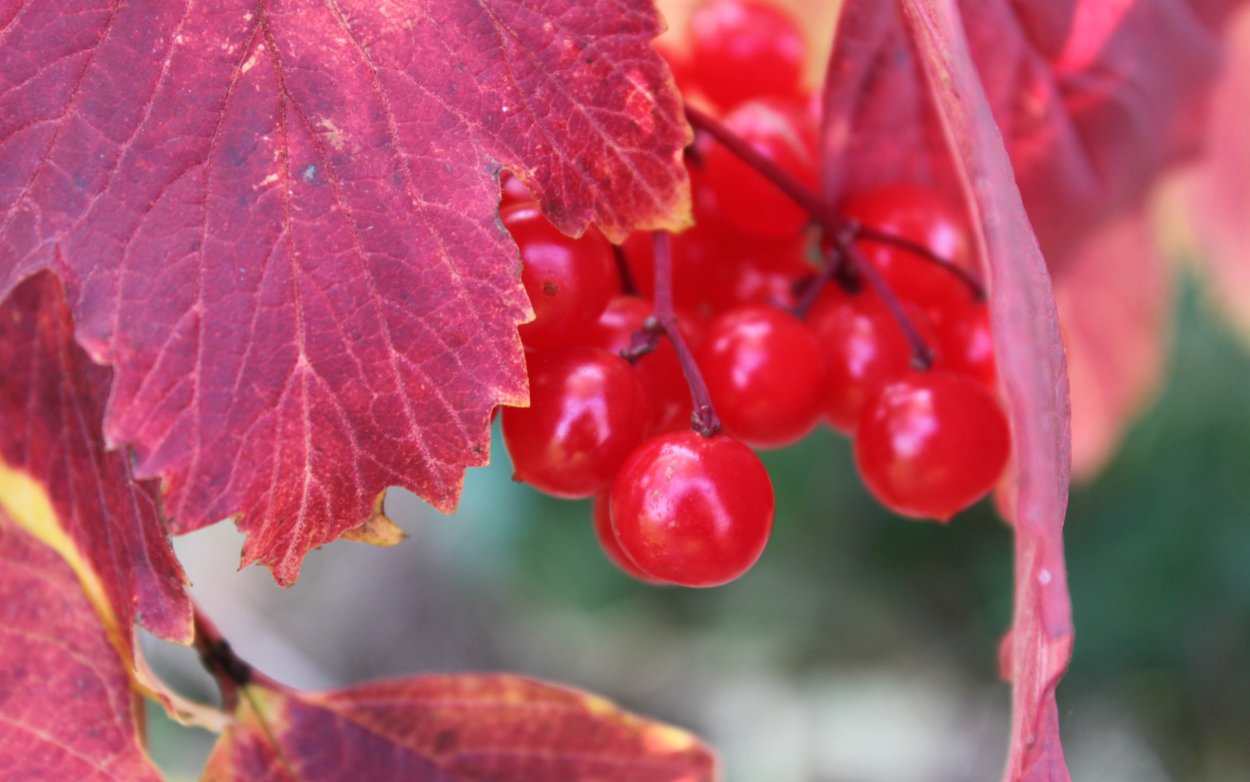 Ягоды клена