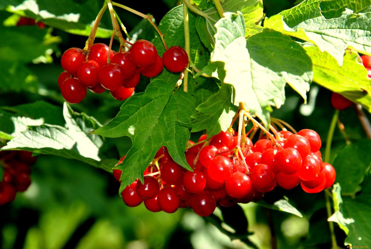 Калинка ягода