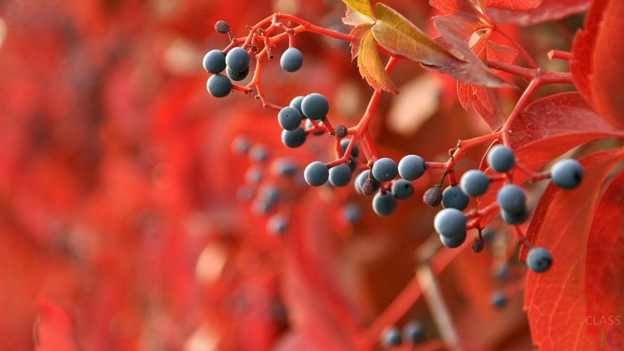 Вишня дичка