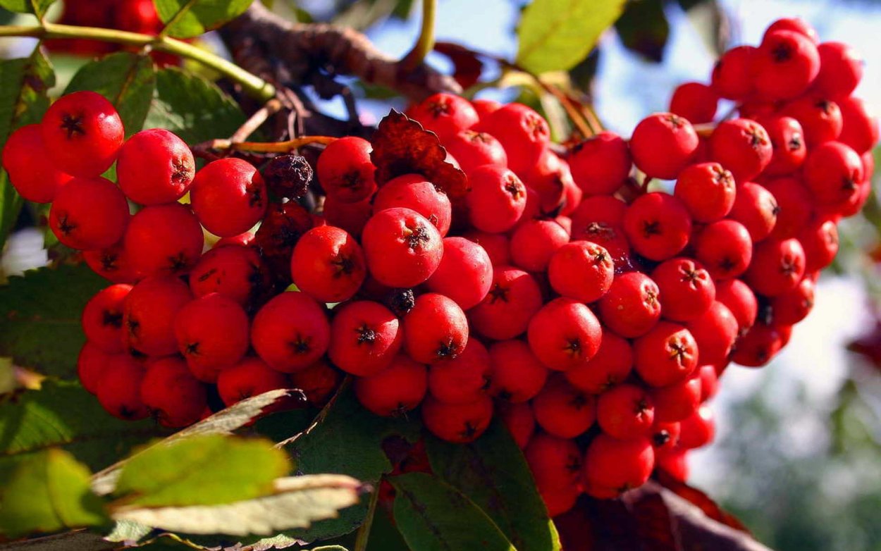 Рябина Red Robin