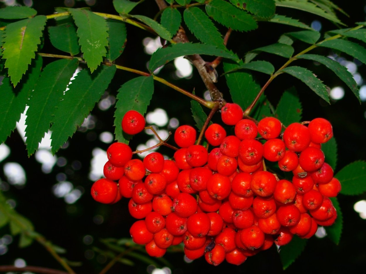 Рябина обыкновенная Сорбинка ягоды