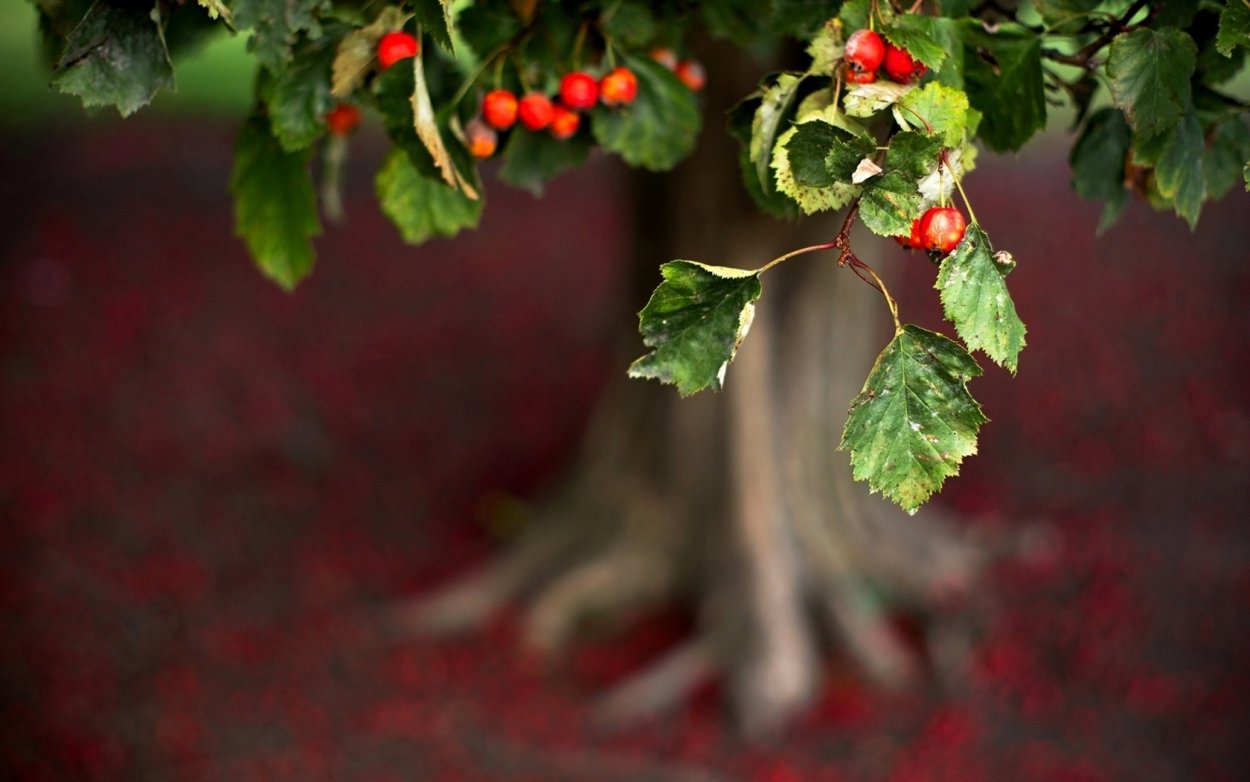 Фон листья ягоды