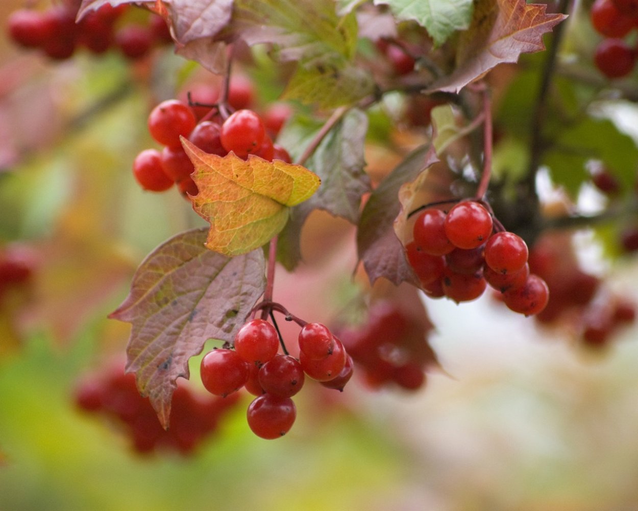 Калина Лесная