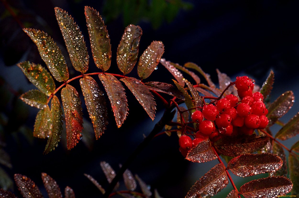 Калина обыкновенная 'Ульгень