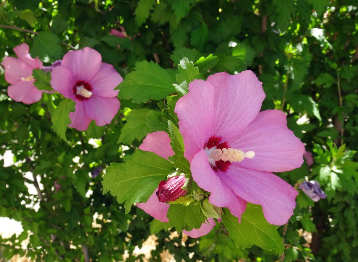 Гибискус сирийский Озиау Блу