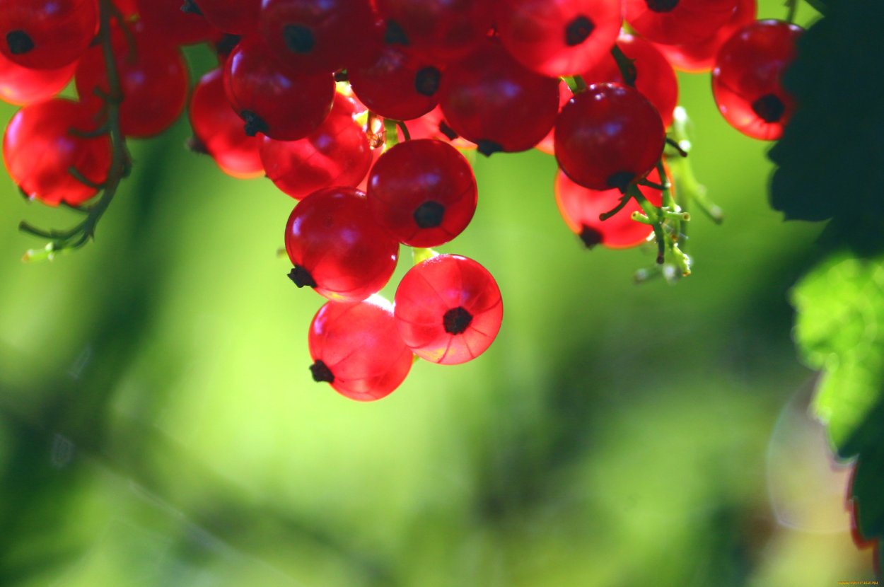 Красные ягоды