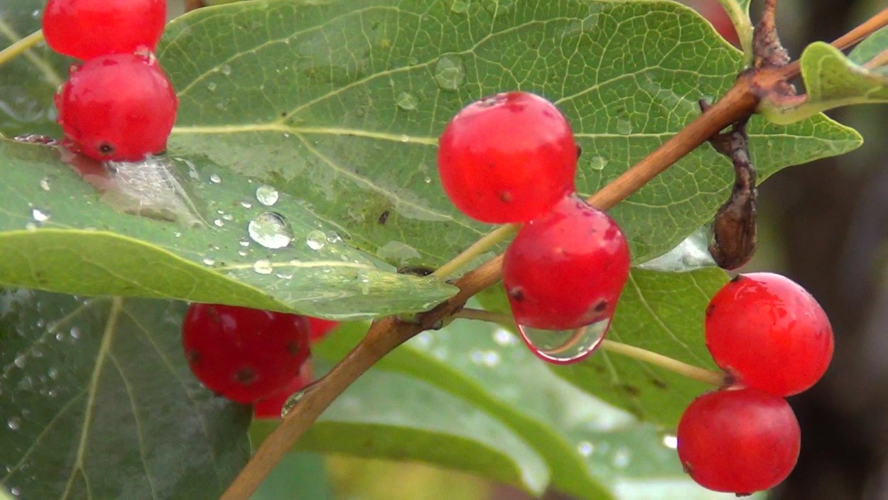 Вьюнок с красными ягодами