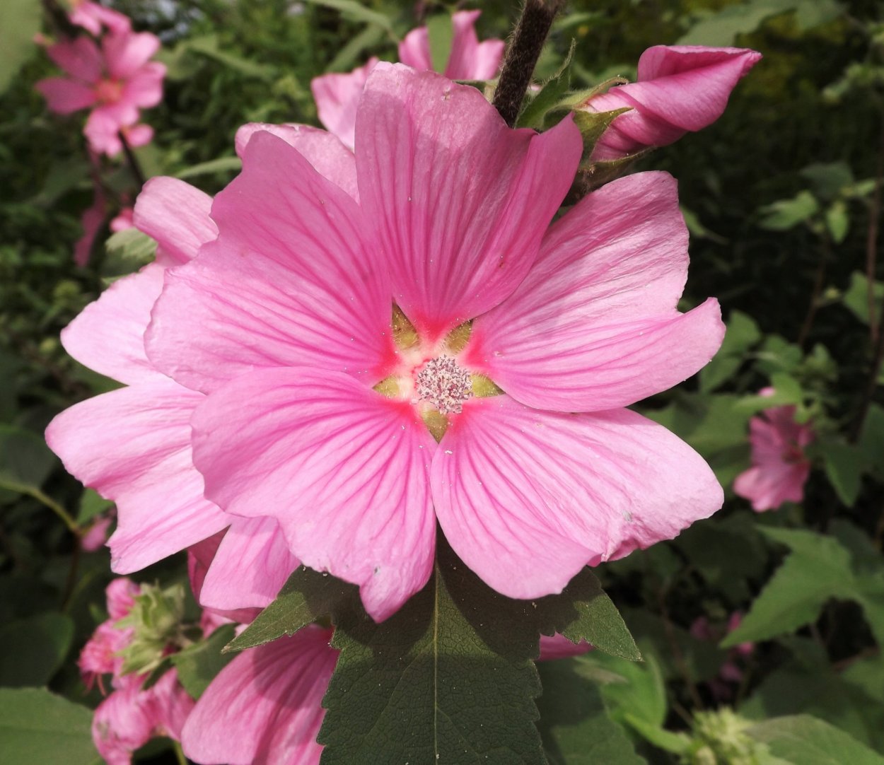 Мальва древовидная