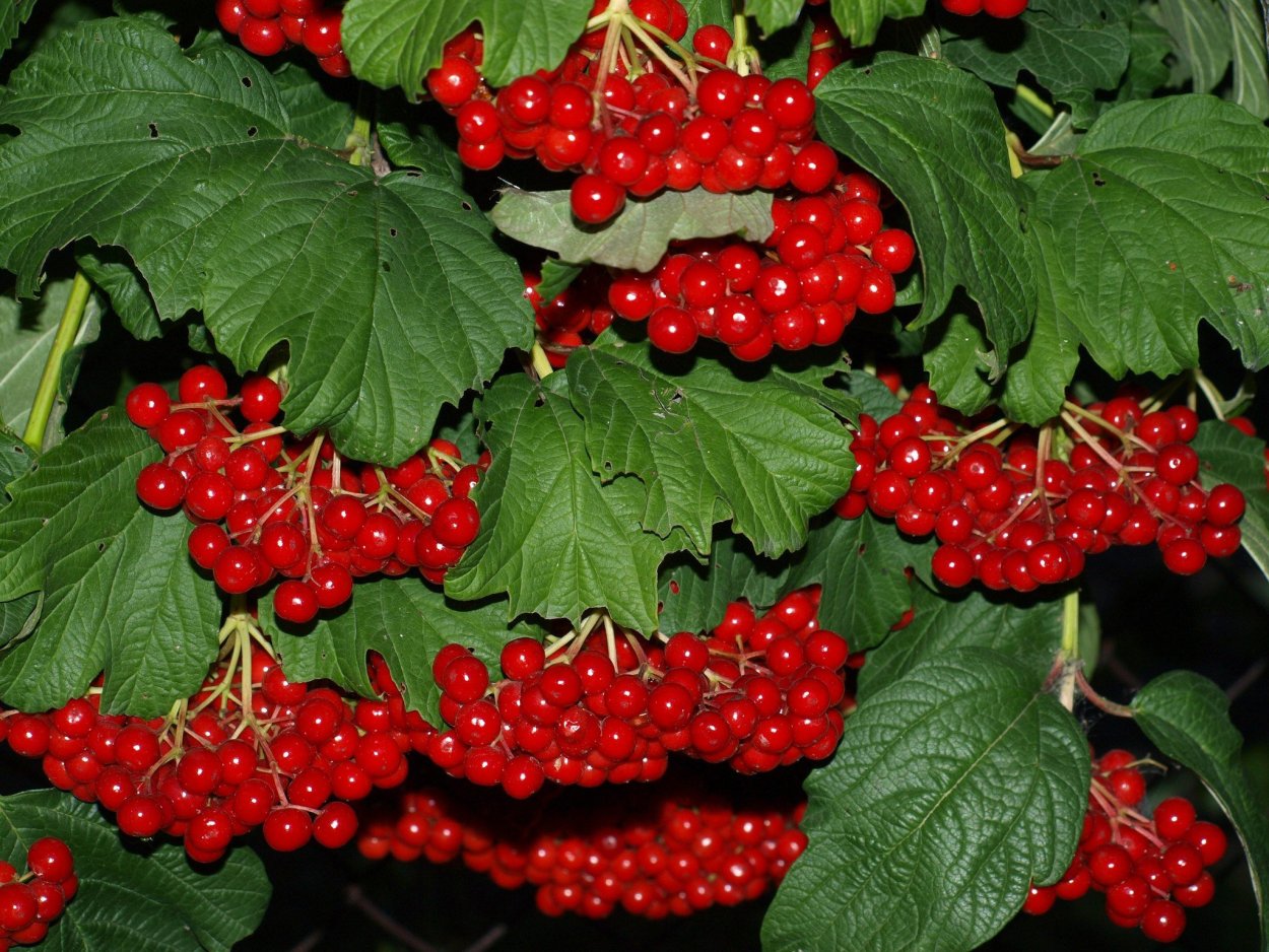 Калина обыкновенная ягоды