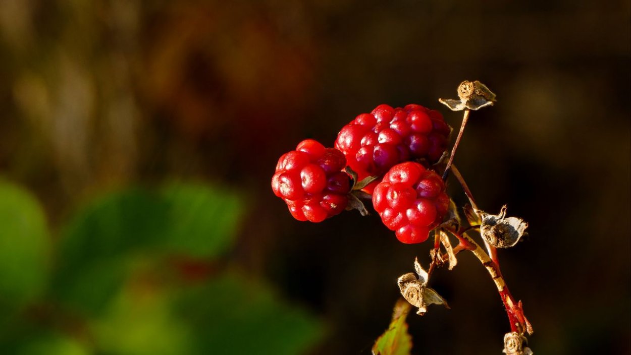 Вишня полезные свойства