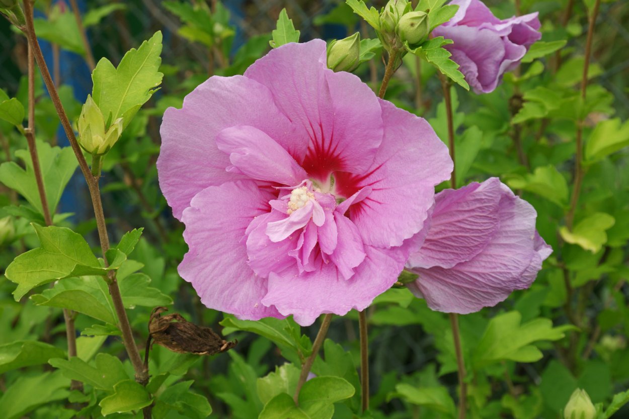 Hibiscus syriacus куст