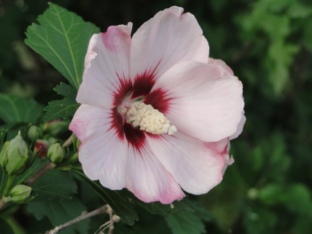 Гибискус сирийский Матильда