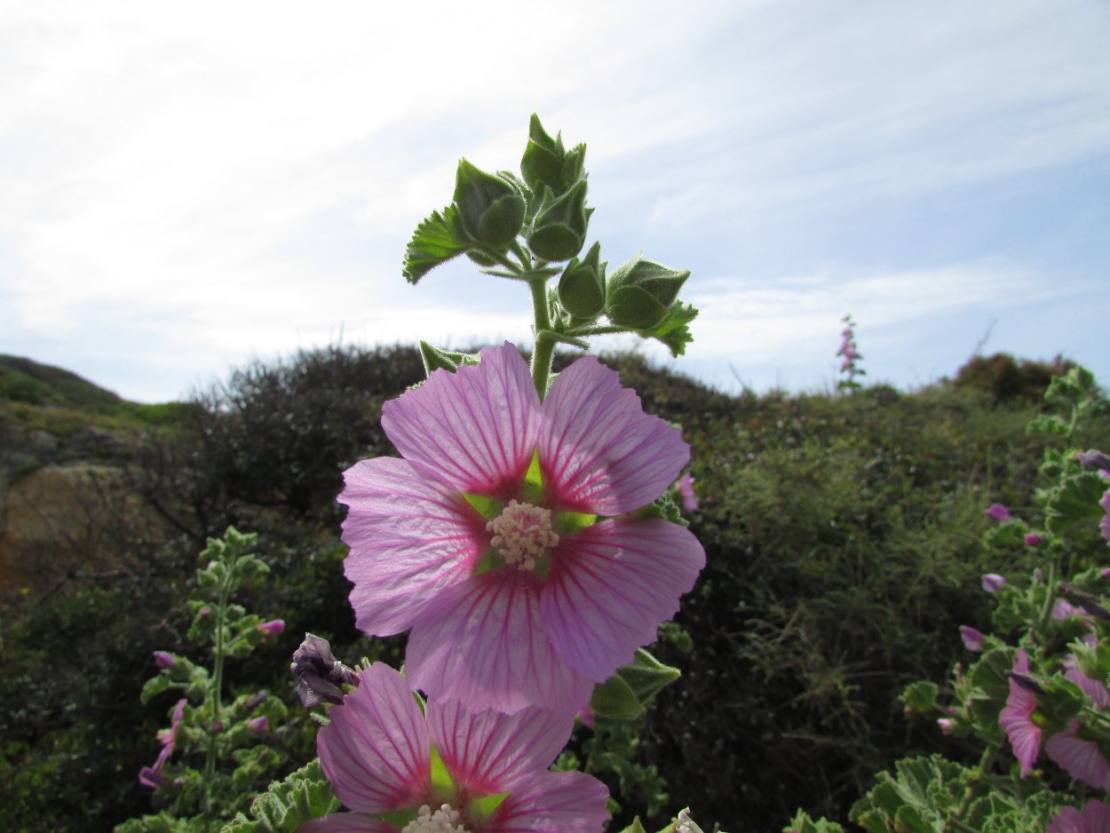 Мальва мутовчатая