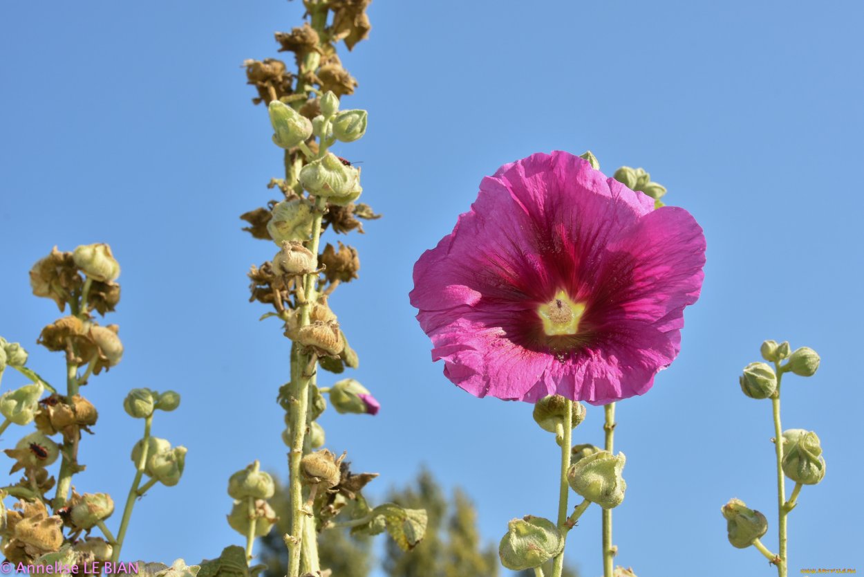 Мальвы Атакама