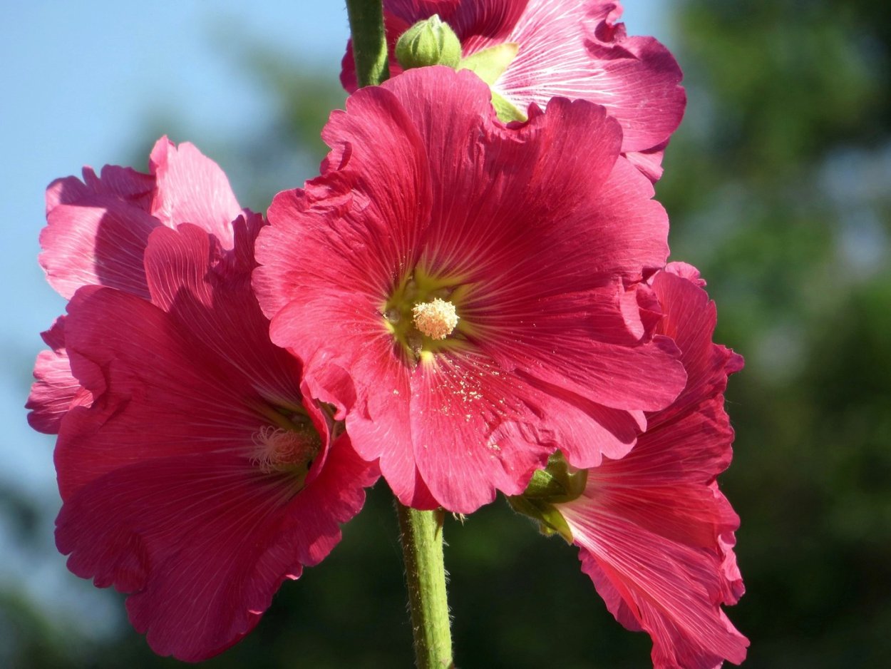 Мальва мелкоцветковая