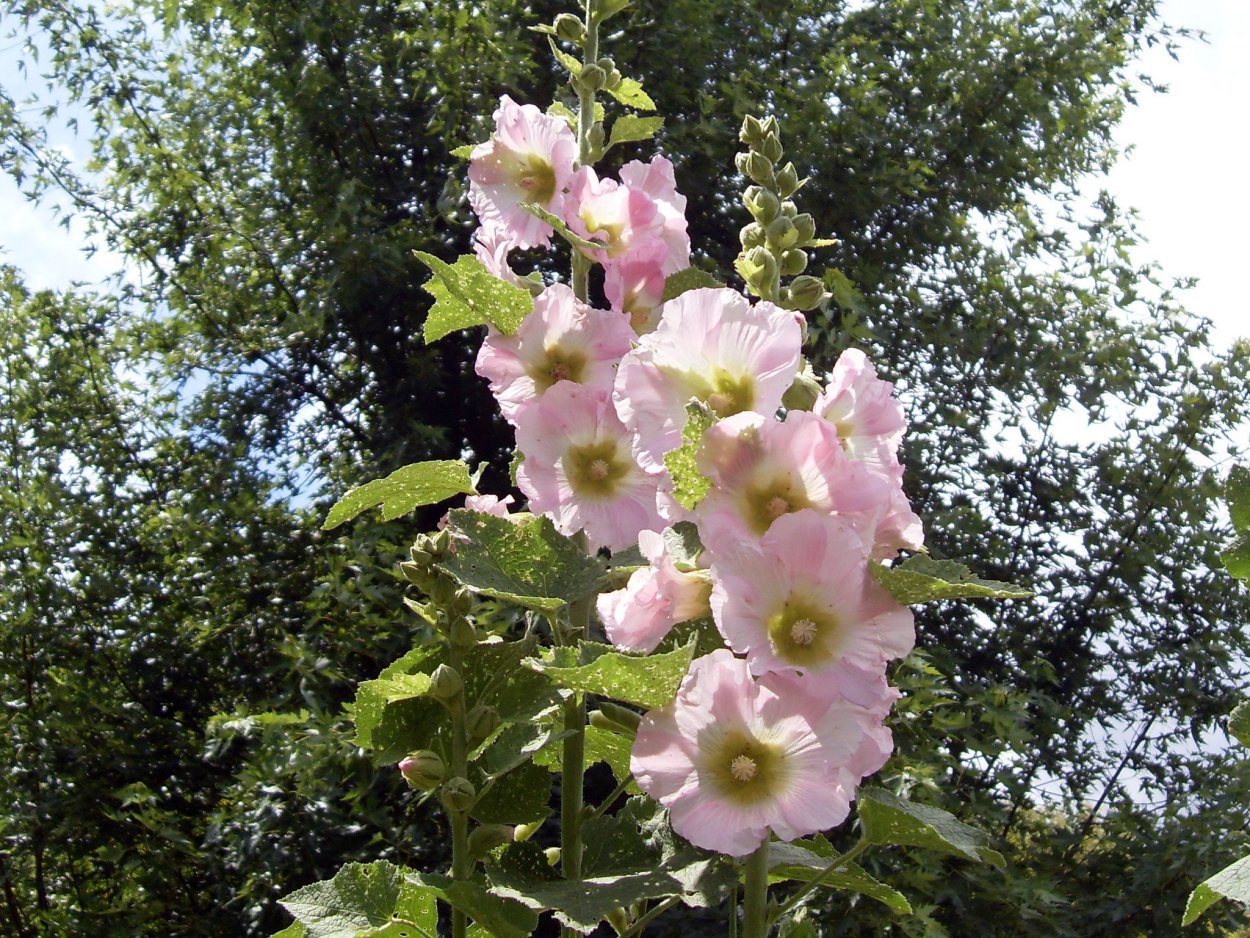 Мальва обои