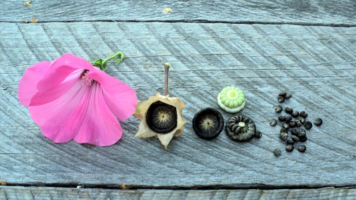 Гибискус Мальва