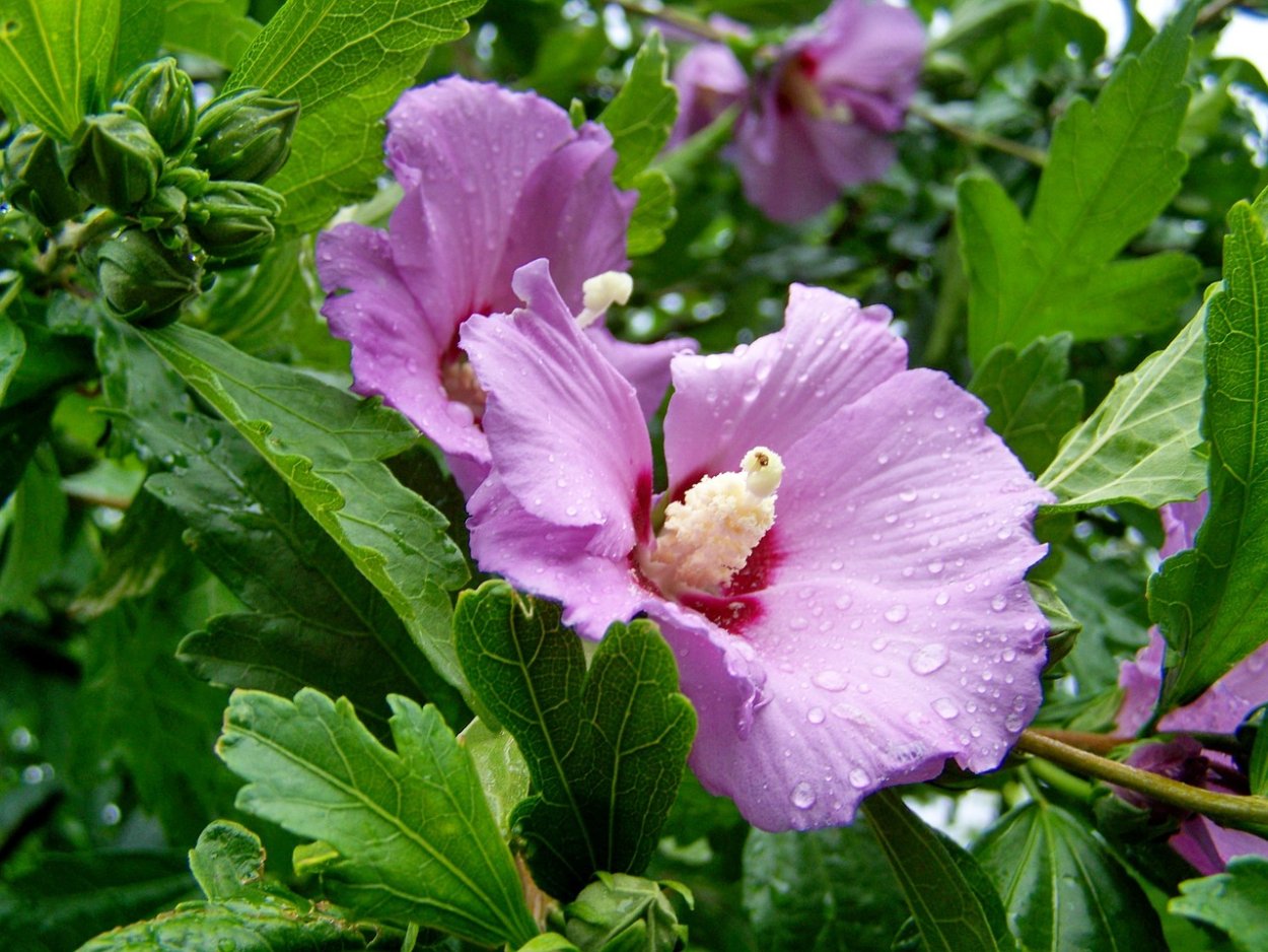 Мальва шток роза белая