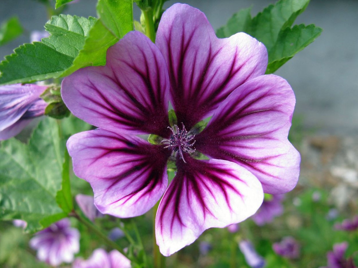 Мальва Лесная пурпурная дива