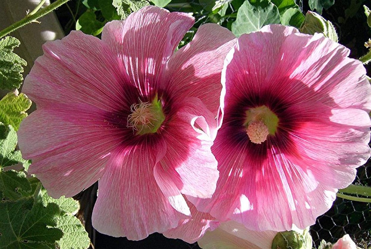 Hollyhock Мальва