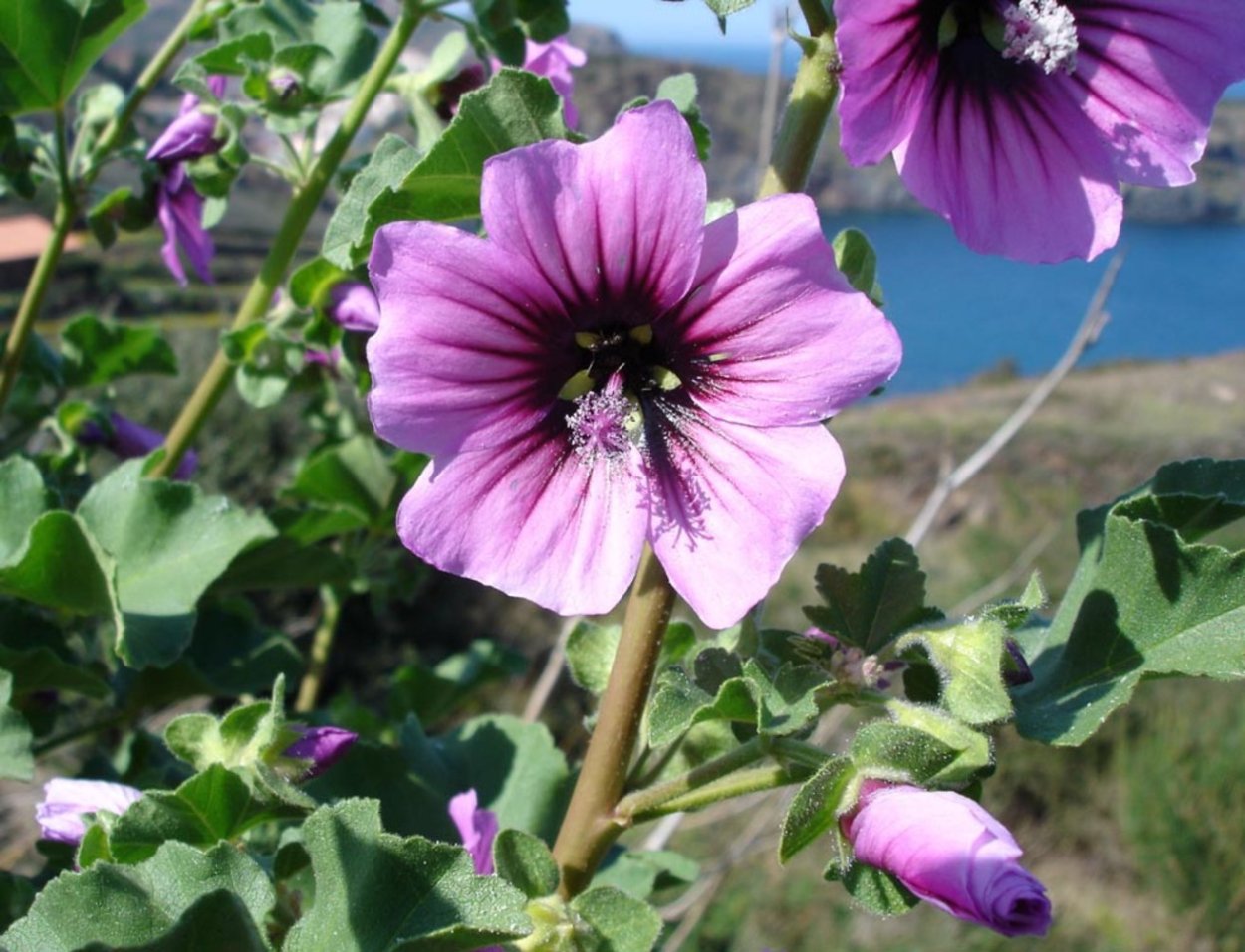 Lavatera Arborea