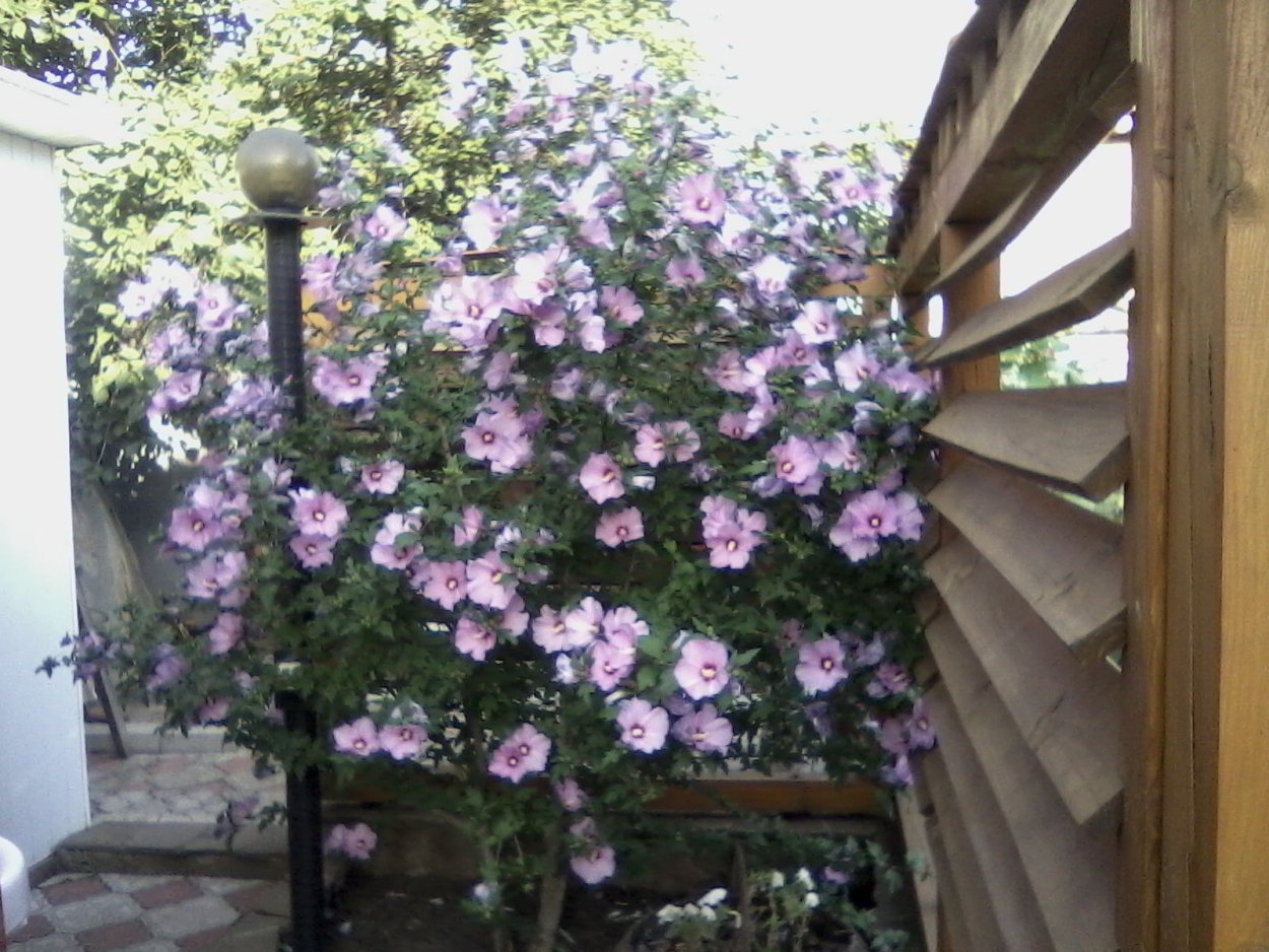 Кустовая Мальва древовидная зимостойкая?