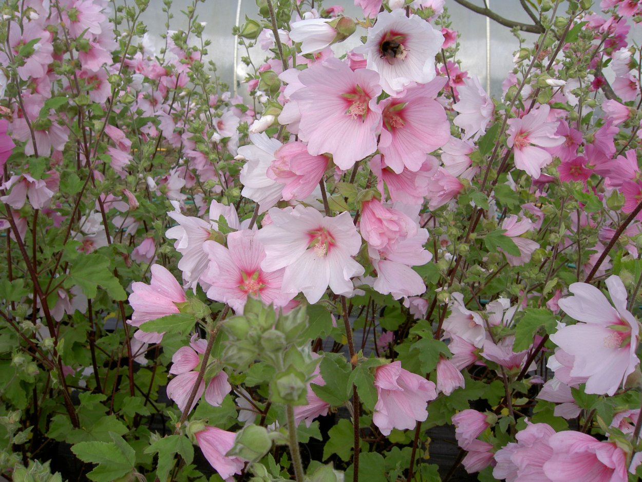 Палисад мальвы деревня